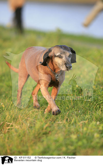 Bavarian mountain dog / KF-01152