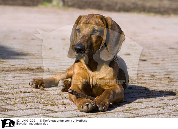 Bayerischer Gebirgsschweihund / Bavarian mountain dog / JH-01205