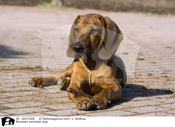 Bavarian mountain dog / JH-01205