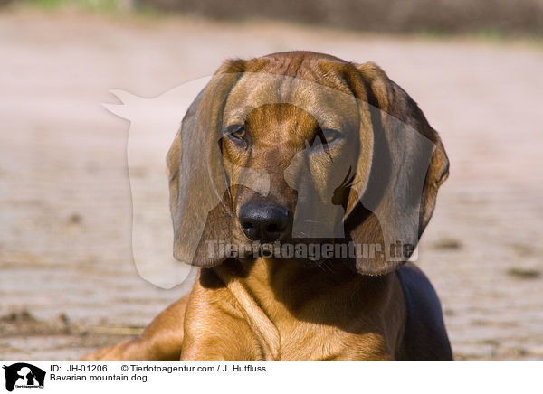 Bayerischer Gebirgsschweihund / Bavarian mountain dog / JH-01206