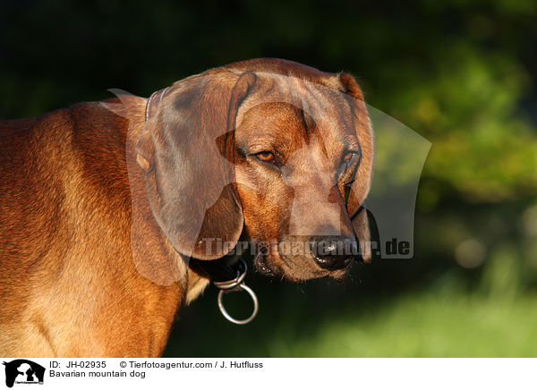 Bayerischer Gebirgsschweihund Portrait / Bavarian mountain dog / JH-02935