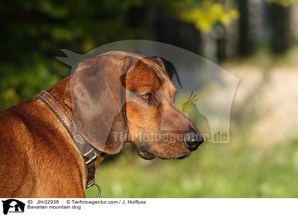 Bayerischer Gebirgsschweihund Portrait / Bavarian mountain dog / JH-02936