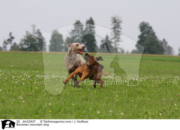 Bavarian mountain dog / JH-02937
