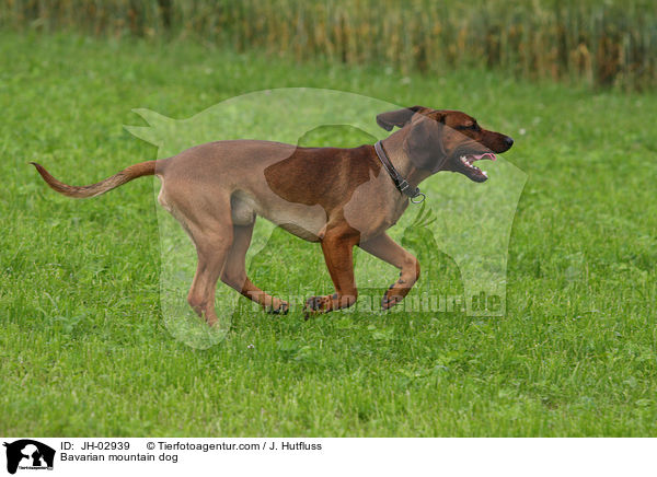 Bavarian mountain dog / JH-02939