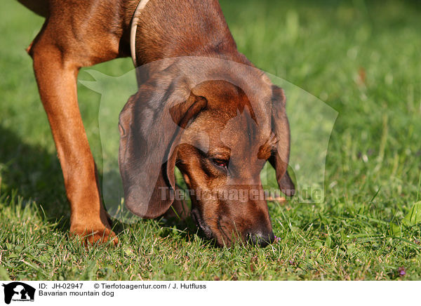 Bavarian mountain dog / JH-02947