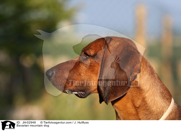 Bavarian mountain dog / JH-02948