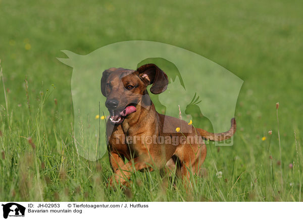 Bavarian mountain dog / JH-02953