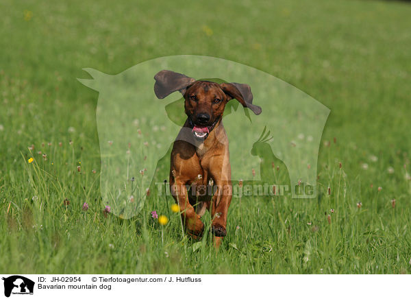 Bavarian mountain dog / JH-02954