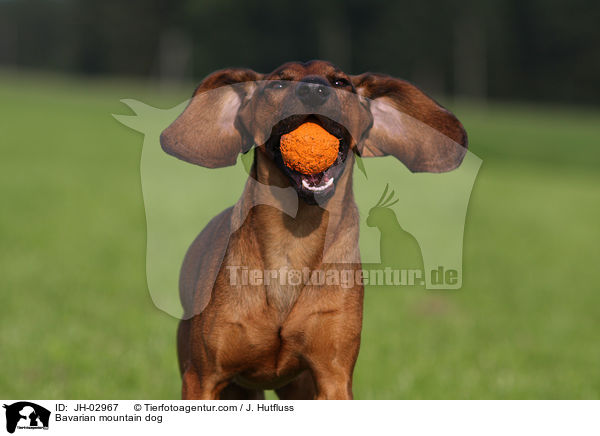 Bayerischer Gebirgsschweihund Portrait / Bavarian mountain dog / JH-02967