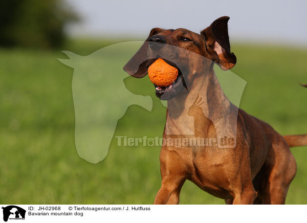 Bayerischer Gebirgsschweihund / Bavarian mountain dog / JH-02968