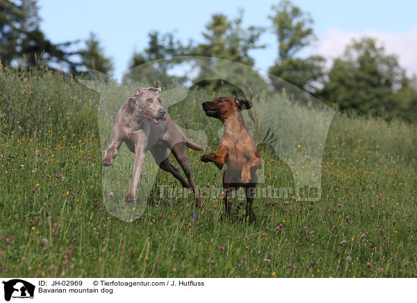 Bayerischer Gebirgsschweihund / Bavarian mountain dog / JH-02969