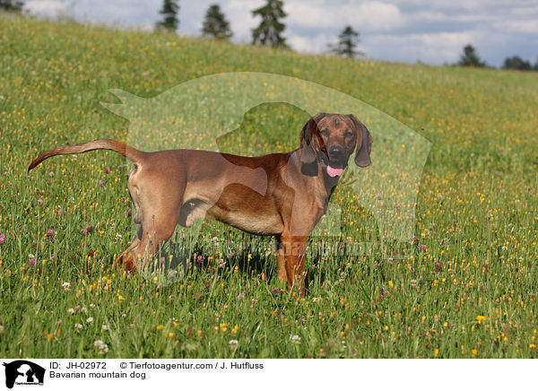 Bavarian mountain dog / JH-02972