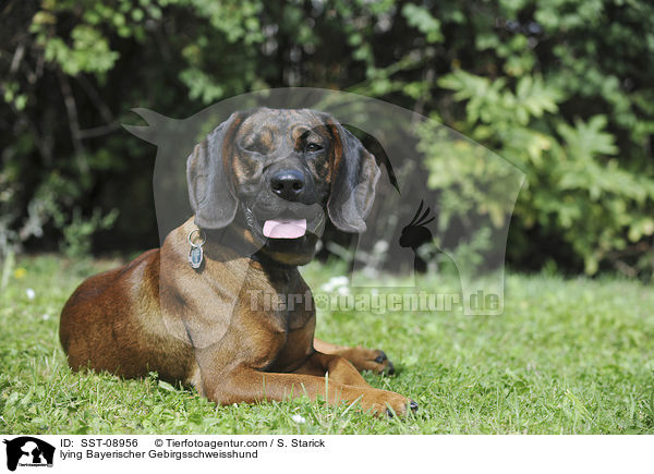 liegender Bayerischer Gebirgsschweisshund / lying Bayerischer Gebirgsschweisshund / SST-08956
