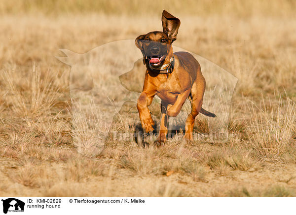rennender Bayerischer Gebirgsschweisshund / running hound / KMI-02829