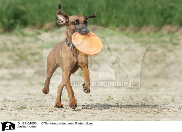 spielender Bayerischer Gebirgsschweisshund / playing hound / BS-04855