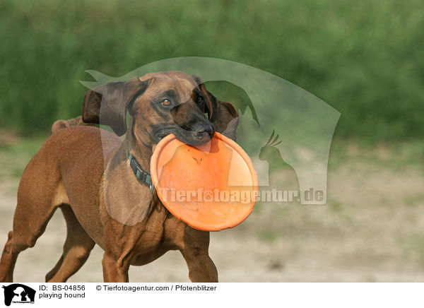 spielender Bayerischer Gebirgsschweisshund / playing hound / BS-04856