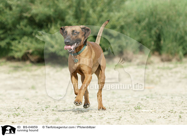 rennender Bayerischer Gebirgsschweisshund / running hound / BS-04859
