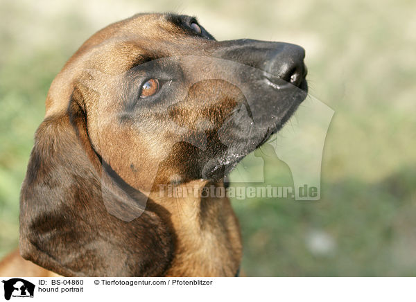 Bayerischer Gebirgsschweisshund Portrait / hound portrait / BS-04860