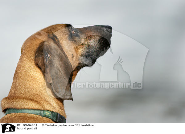 Bayerischer Gebirgsschweisshund Portrait / hound portrait / BS-04861