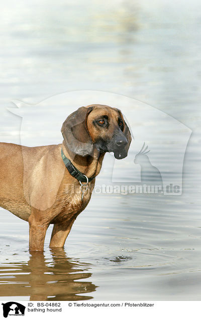 badender Bayerischer Gebirgsschweisshund / bathing hound / BS-04862