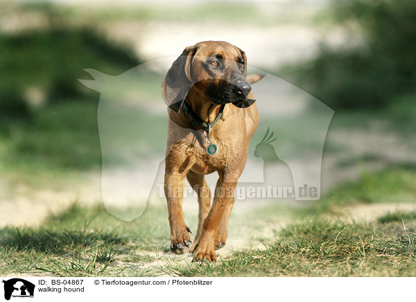 laufender Bayerischer Gebirgsschweisshund / walking hound / BS-04867