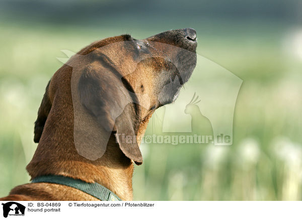 hound portrait / BS-04869