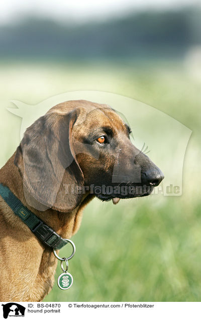 Bayerischer Gebirgsschweisshund Portrait / hound portrait / BS-04870