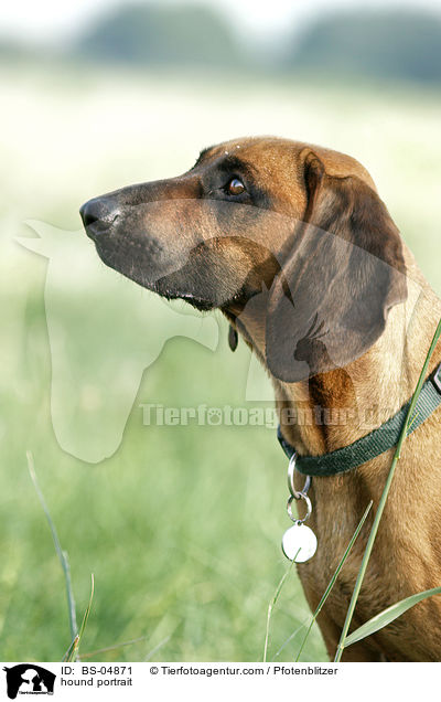 Bayerischer Gebirgsschweisshund Portrait / hound portrait / BS-04871