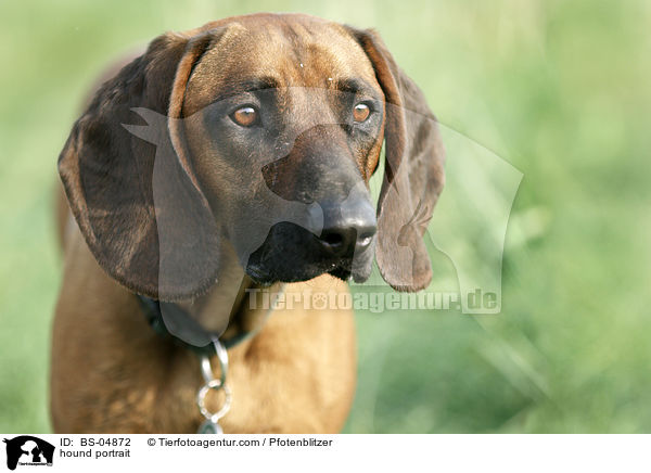hound portrait / BS-04872