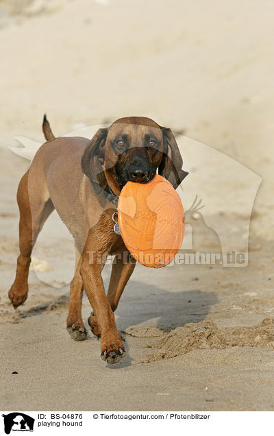 spielender Bayerischer Gebirgsschweisshund / playing hound / BS-04876
