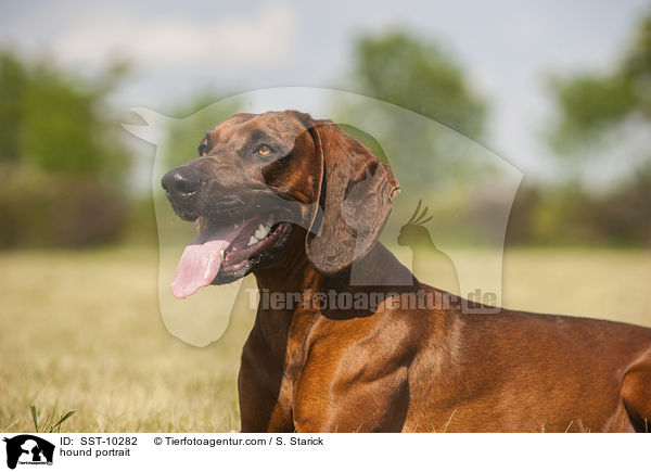 hound portrait / SST-10282
