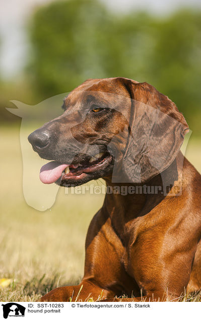 hound portrait / SST-10283