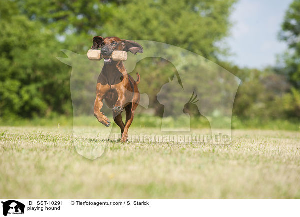 spielender Bayerischer Gebirgsschweisshund / playing hound / SST-10291