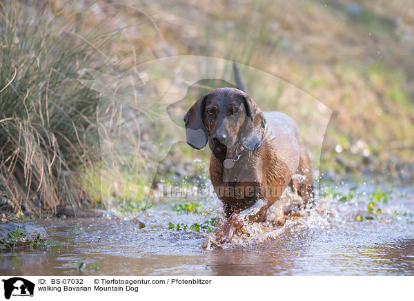laufender Bayerischer Gebirgsschweihund / walking Bavarian Mountain Dog / BS-07032