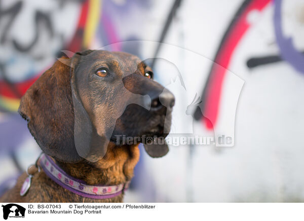 Bayerischer Gebirgsschweihund Portrait / Bavarian Mountain Dog Portrait / BS-07043