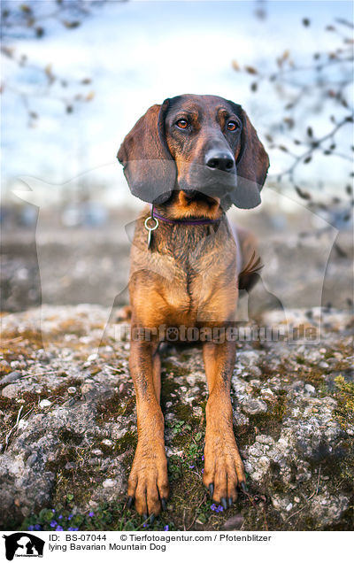 liegender Bayerischer Gebirgsschweihund / lying Bavarian Mountain Dog / BS-07044