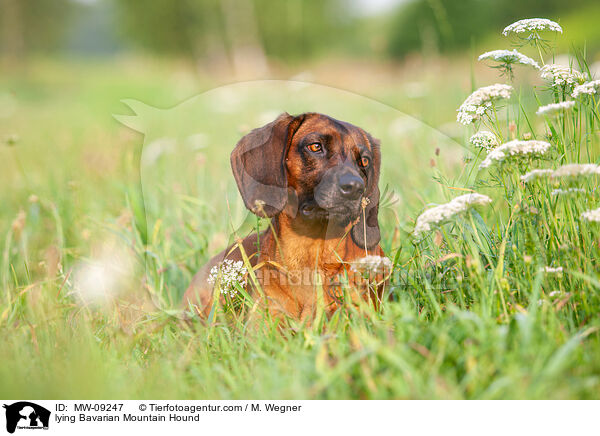 liegender Bayerischer Gebirgsschweihund / lying Bavarian Mountain Hound / MW-09247