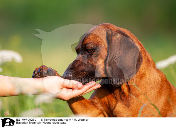 Bayerischer Gebirgsschweihund gibt Pftchen / Bavarian Mountain Hound gives paw / MW-09250