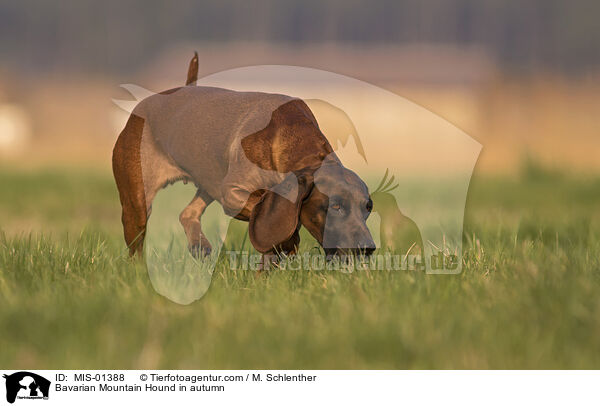 Bayerischer Gebirgsschweihund im Herbst / Bavarian Mountain Hound in autumn / MIS-01388