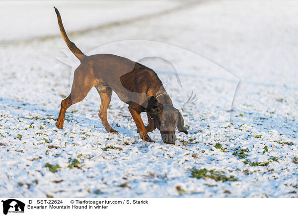 Bayerischer Gebirgsschwei�hund im Winter / Bavarian Mountain Hound in winter / SST-22624