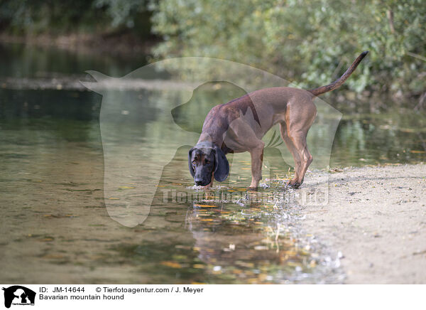 Bayerischer Gebirgsschweihund / Bavarian mountain hound / JM-14644