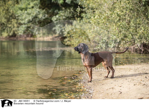 Bavarian mountain hound / JM-14651