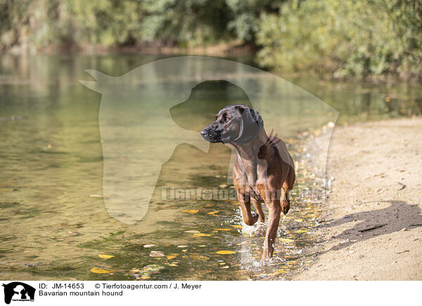 Bayerischer Gebirgsschweihund / Bavarian mountain hound / JM-14653