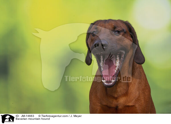 Bayerischer Gebirgsschwei�hund / Bavarian mountain hound / JM-14663