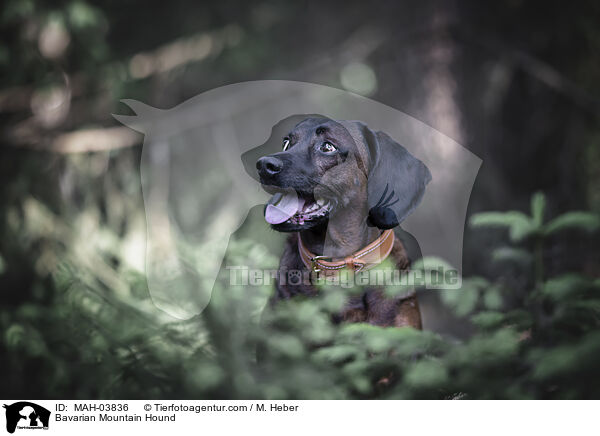Bayerischer Gebirgsschweihund / Bavarian Mountain Hound / MAH-03836