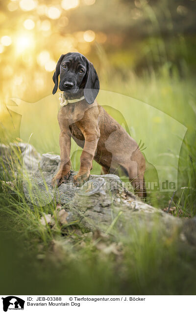 Bayerischer Gebirgsschweihund / Bavarian Mountain Dog / JEB-03388
