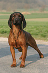 standing Bavarian Mountain Hound