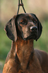 Bavarian Mountain Hound portrait