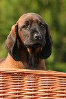 Bavarian Mountain Hound puppy