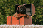 Bavarian Mountain Hound puppy